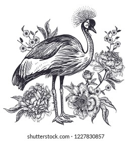 Decoration with bird and flowers. Realistic hand drawing crowned crane and beautiful peonies isolated on white background. Vector illustration art. Black and white sketch. Vintage oriental engraving.