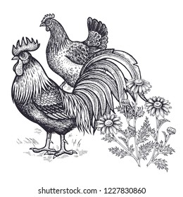 Decoration with bird and flowers. Realistic hand drawing poultry hen and rooster and chamomile isolated on white background. Vector illustration art. Black and white sketch. Vintage engraving.