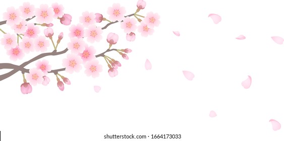 Decoration of cherry blossoms. You can use for post card etc.