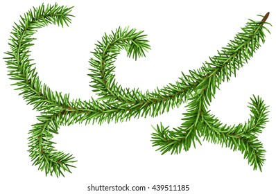 Decoration fir branch for Christmas wreath. Green pine isolated. Illustration