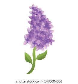 Decoration lilac icon. Cartoon of decoration lilac vector icon for web design isolated on white background