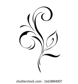 decorative abstract twig with curls and a single leaf in black lines on a white background