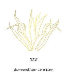 Decorative  agave plant, design element. Can be used for cards, invitations, banners, posters, print design. Golden succulents