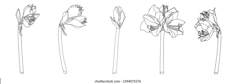 Decorative amaryllis line branch flowers set, design elements. Can be used for cards, invitations, banners, posters, print design. Floral illustration in line art style. 