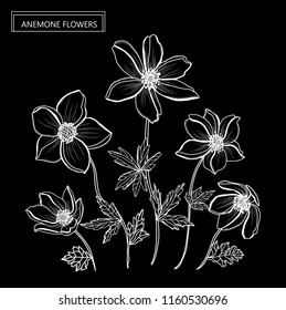 Decorative anemone flowers, design elements. Can be used for cards, invitations, banners, posters, print design. Floral background in line art style