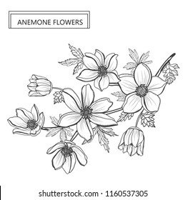 Decorative anemone flowers, design elements. Can be used for cards, invitations, banners, posters, print design. Floral background in line art style