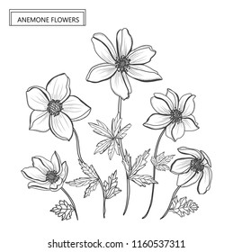 Decorative anemone flowers, design elements. Can be used for cards, invitations, banners, posters, print design. Floral background in line art style