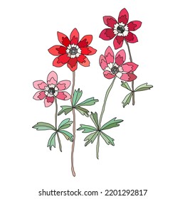 Decorative anemone flowers, design elements. Can be used for cards, invitations, banners, posters, print design. Floral background 