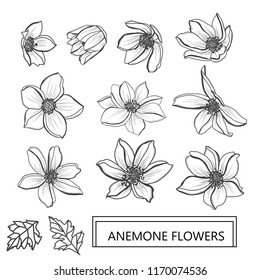 Decorative anemone  flowers set, design elements. Can be used for cards, invitations, banners, posters, print design. Floral background in line art style