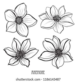 Decorative anemone flowers set, design elements. Can be used for cards, invitations, banners, posters, print design. Floral background in line art style