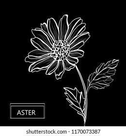 Decorative aster  flower, design element. Can be used for cards, invitations, banners, posters, print design. Floral background in line art style