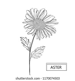Decorative aster  flower, design element. Can be used for cards, invitations, banners, posters, print design. Floral background in line art style