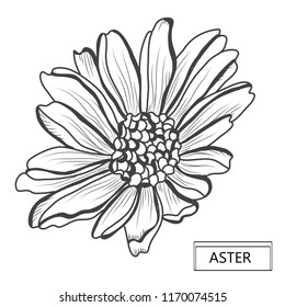 Decorative aster  flower, design element. Can be used for cards, invitations, banners, posters, print design. Floral background in line art style