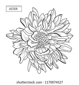 Decorative aster  flower, design element. Can be used for cards, invitations, banners, posters, print design. Floral background in line art style