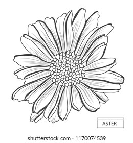 Decorative aster  flower, design element. Can be used for cards, invitations, banners, posters, print design. Floral background in line art style