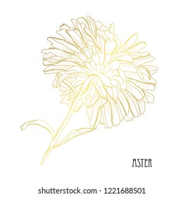 Decorative aster  flower, design element. Can be used for cards, invitations, banners, posters, print design. Golden flowers