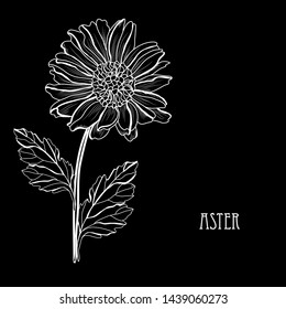 Decorative aster flowers, design elements. Can be used for cards, invitations, banners, posters, print design. Floral background in line art style