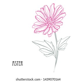 Decorative aster flowers, design elements. Can be used for cards, invitations, banners, posters, print design. Floral background in line art style