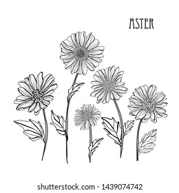 Decorative aster flowers, design elements. Can be used for cards, invitations, banners, posters, print design. Floral background in line art style