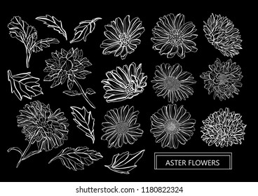 Decorative aster flowers set, design elements. Can be used for cards, invitations, banners, posters, print design. Floral background in line art style