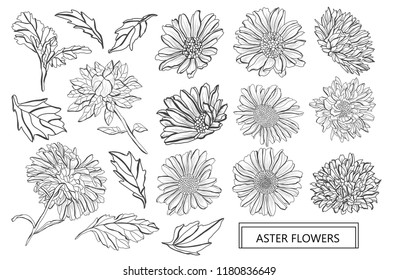 Decorative aster flowers set, design elements. Can be used for cards, invitations, banners, posters, print design. Floral background in line art style