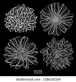 Decorative aster flowers set, design elements. Can be used for cards, invitations, banners, posters, print design. Floral background in line art style