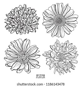 Decorative aster flowers set, design elements. Can be used for cards, invitations, banners, posters, print design. Floral background in line art style