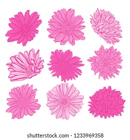 Decorative aster  flowers set, design elements. Can be used for cards, invitations, banners, posters, print design. Floral background in line art style