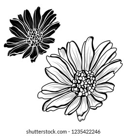 Decorative aster flowers set, design elements. Can be used for cards, invitations, banners, posters, print design. Floral background in line art style