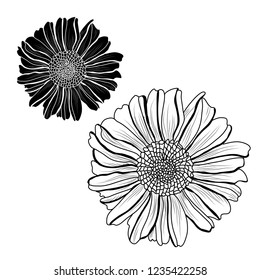 Decorative aster flowers set, design elements. Can be used for cards, invitations, banners, posters, print design. Floral background in line art style