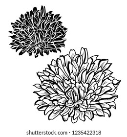 Decorative aster flowers set, design elements. Can be used for cards, invitations, banners, posters, print design. Floral background in line art style