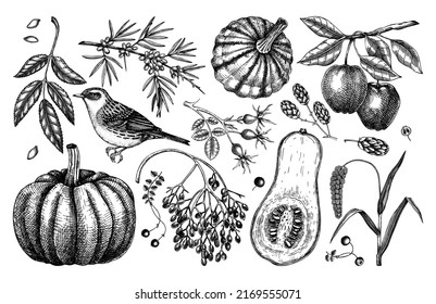 Decorative autumn design elements in sketched style. Botanical drawings of fall leaves, pumpkins, berries, and birds. Vintage autumn plants hand-drawn illustrations. Thanksgiving day vector sketches 