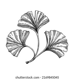 Decorative autumn leaf sketch. Ginkgo biloba foliage drawing. Hand-drawn botanical element in sketched style. Ginkgo fall leaves illustrations for Thanksgiving day design.