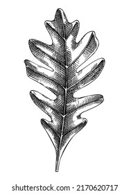 Decorative autumn leaf sketch. Oak tree foliage drawing. Hand drawn botanical element in sketched style. Sketched tree branch with fall leaves and acorns illustrations. For Thanksgiving day design.