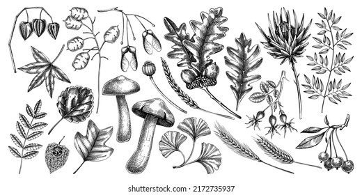 Decorative autumn leaves and dried flowers collection. Hand-drawn botanical elements in sketched style. Dried herbs, falling leaves, mushrooms, and seeds illustrations. Vintage thanksgiving icons