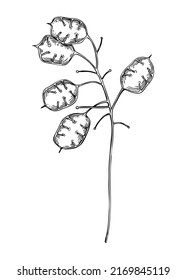 Decorative autumn plant sketch. Lunaria seeds sketch. Hand-drawn botanical element in sketched style. Dried flower illustrations for Thanksgiving day design.