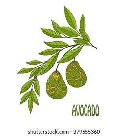Decorative avocado on branch with leaf isolated on white background. Vector illustration.