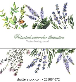 Decorative background with aromatic plants. Watercolor. Vector illustration. Illustration for greeting cards, invitations, and other printing projects.