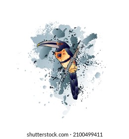 Decorative background with collared aracari or collared araçari (Pteroglossus torquatus). Vector illustration.