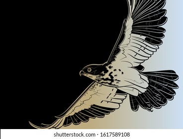 Decorative background with flying hawk. Vector illustration.