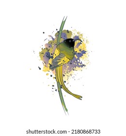 Decorative background with golden-winged sunbird on branch. Card template design. Vector illustration.