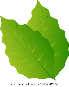 Decorative background with green and fresh mint leaves. Vector illustration.