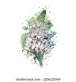 Decorative background with Narbonne star-of-Bethlehem (Ornithogalum narbonense). Card template design. Vector illustration.
