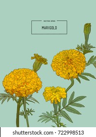 Decorative background with orange marigolds, symbol of mexican holiday Day of dead. Vector illustration.