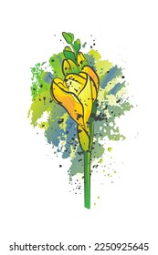 Decorative background with yellow flower (freesia). Card template design. Vector illustration.