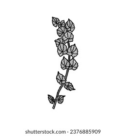 decorative beautiful plant with white background vector illustration