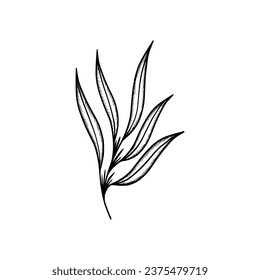 decorative beauty elegant illustration for design hand drawn plant