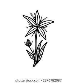 decorative beauty vector illustration for design hand drawn flower