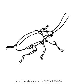 decorative beetle with long antennae, agricultural pest insect, chrysomelidae, vector illustration with black ink contour lines isolated on a white background in hand drawn style