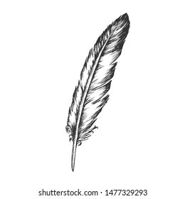 Decorative Bird Flying Element Feather Vector. Standing Feather Writer Ancient Retro Calligraphy Equipment. Natural Object Plume Template Designed In Vintage Style Black And White Illustration